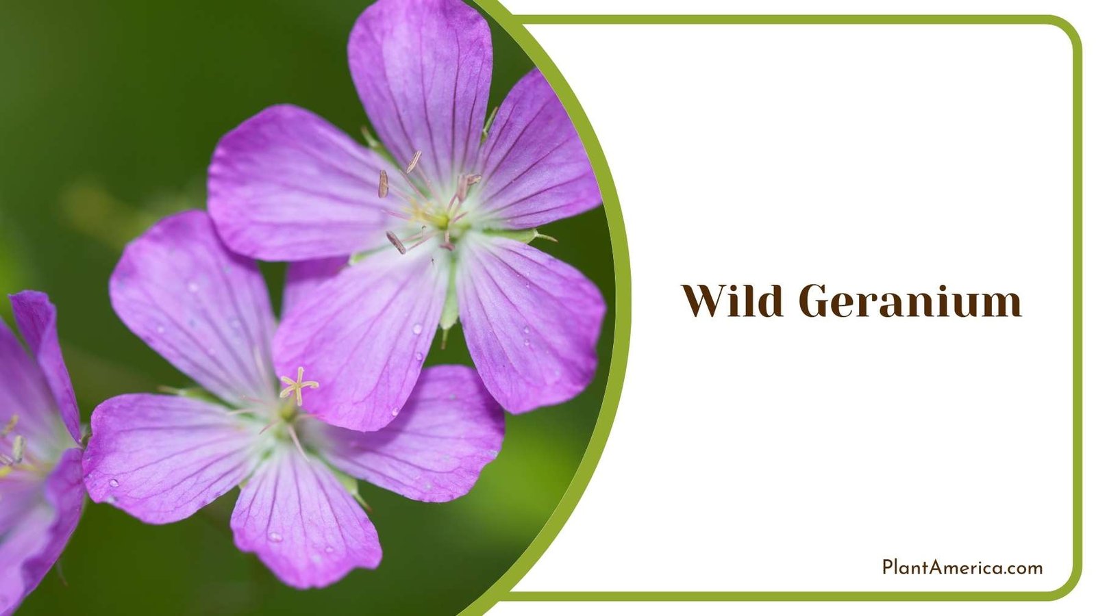 Wild Geranium In a Shot Plant America