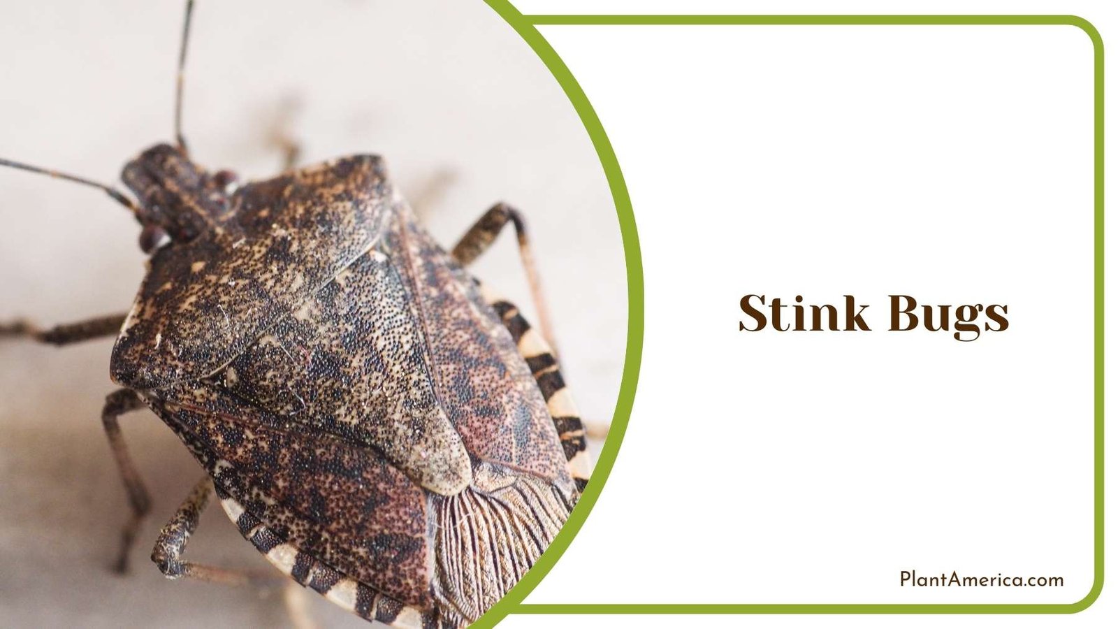 Wild Stink Bugs Plant America Wild Stink Bugs Plant America
