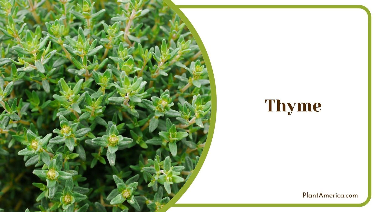 Wild Thyme In Garden Plant America