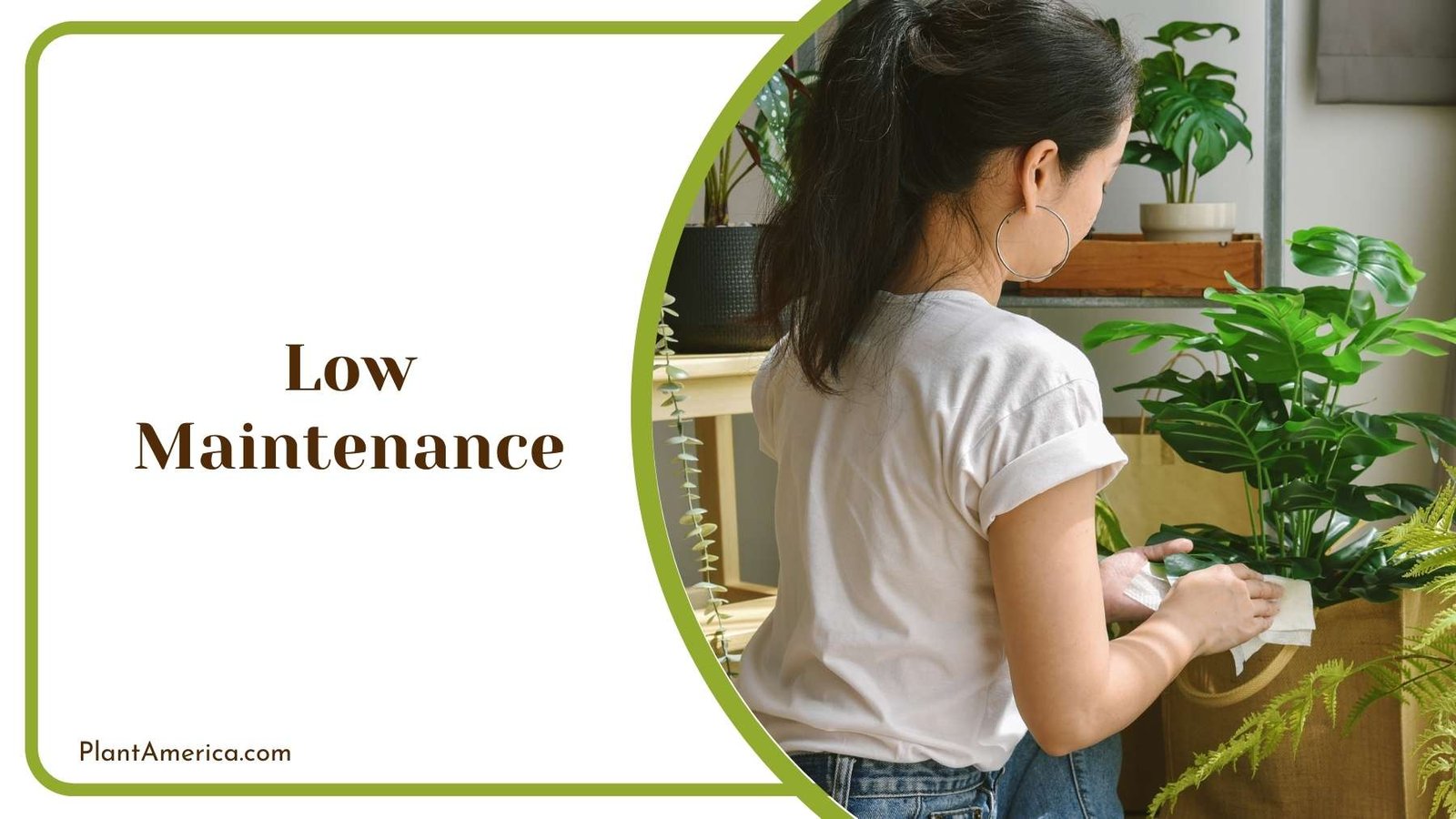 Woman While Cleaning Her Plants Plant America