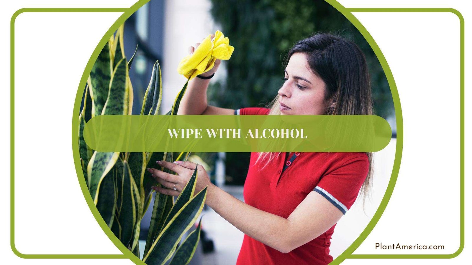 Woman With Red Shirt Wiping Plants With Alcohol PlantAmerica