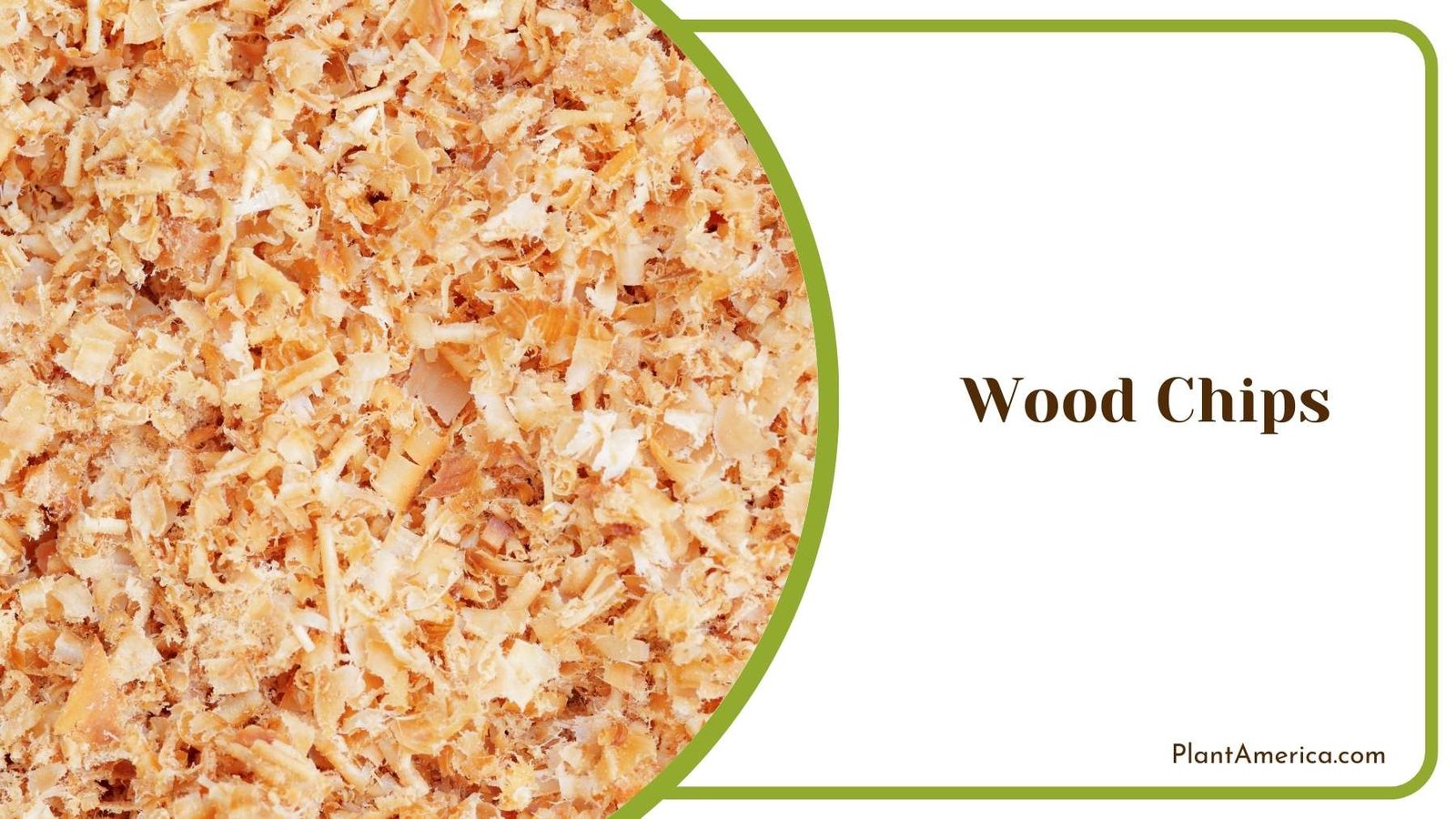 Wood Chips Plant America Wood Chips Plant America
