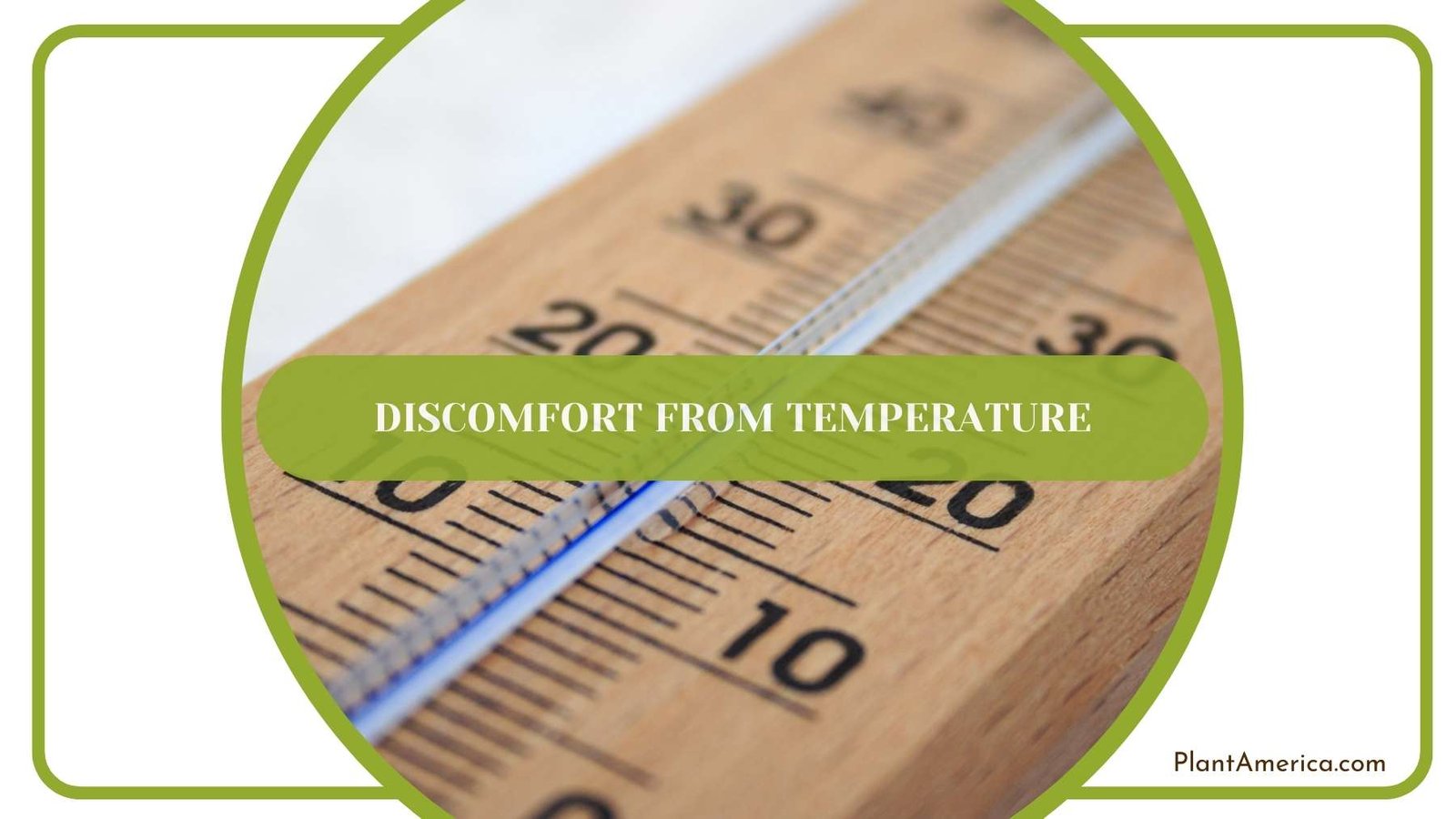 Wooden Thermometer Closer Shot Plant America