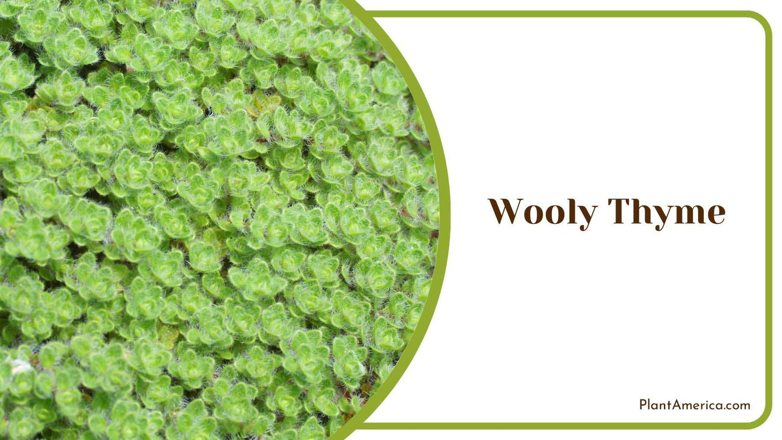 Wooly Thyme In A Backyard Plant America