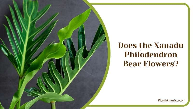 Xanadu Philodendron Bear Flowers PlantAmerica