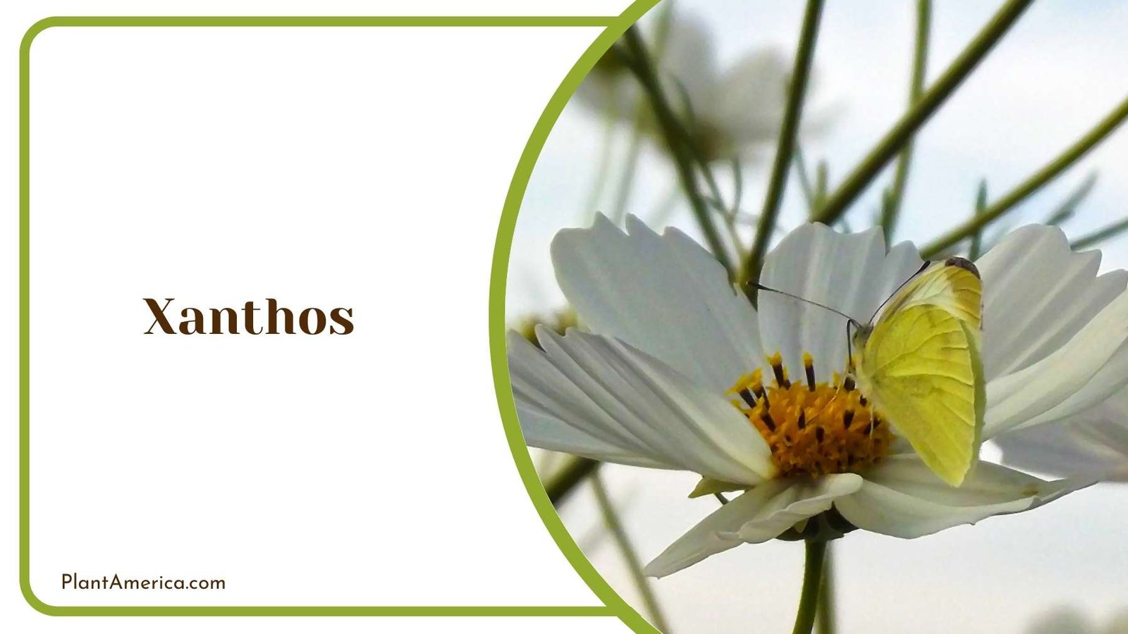 Xanthos Close Up Plant America Xanthos Close Up Plant America