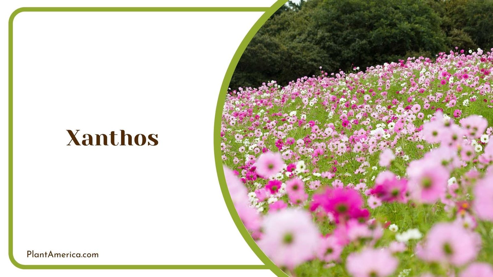Xanthos Land Plant America