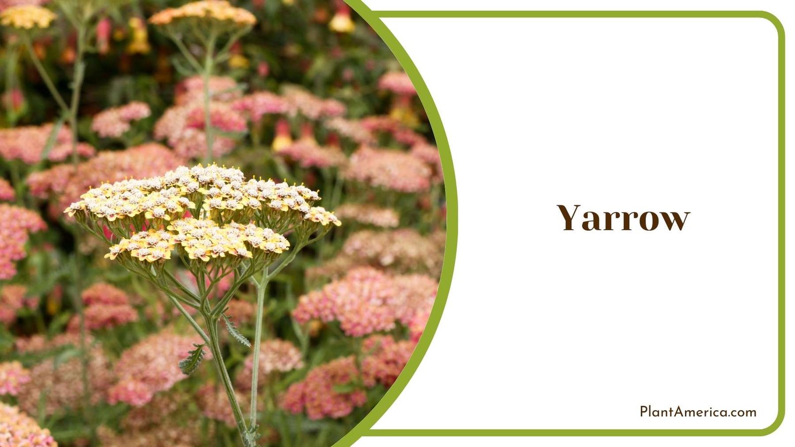 Yarrow Flowers Plant America Yarrow Flowers Plant America
