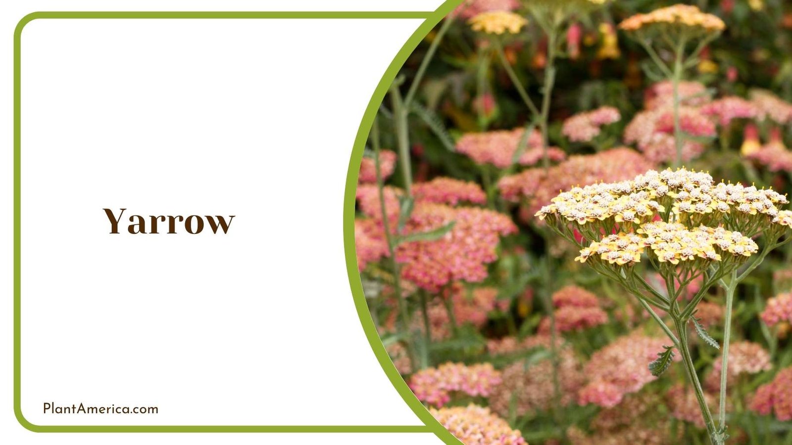 Yarrow Plant With Blooms Plant America