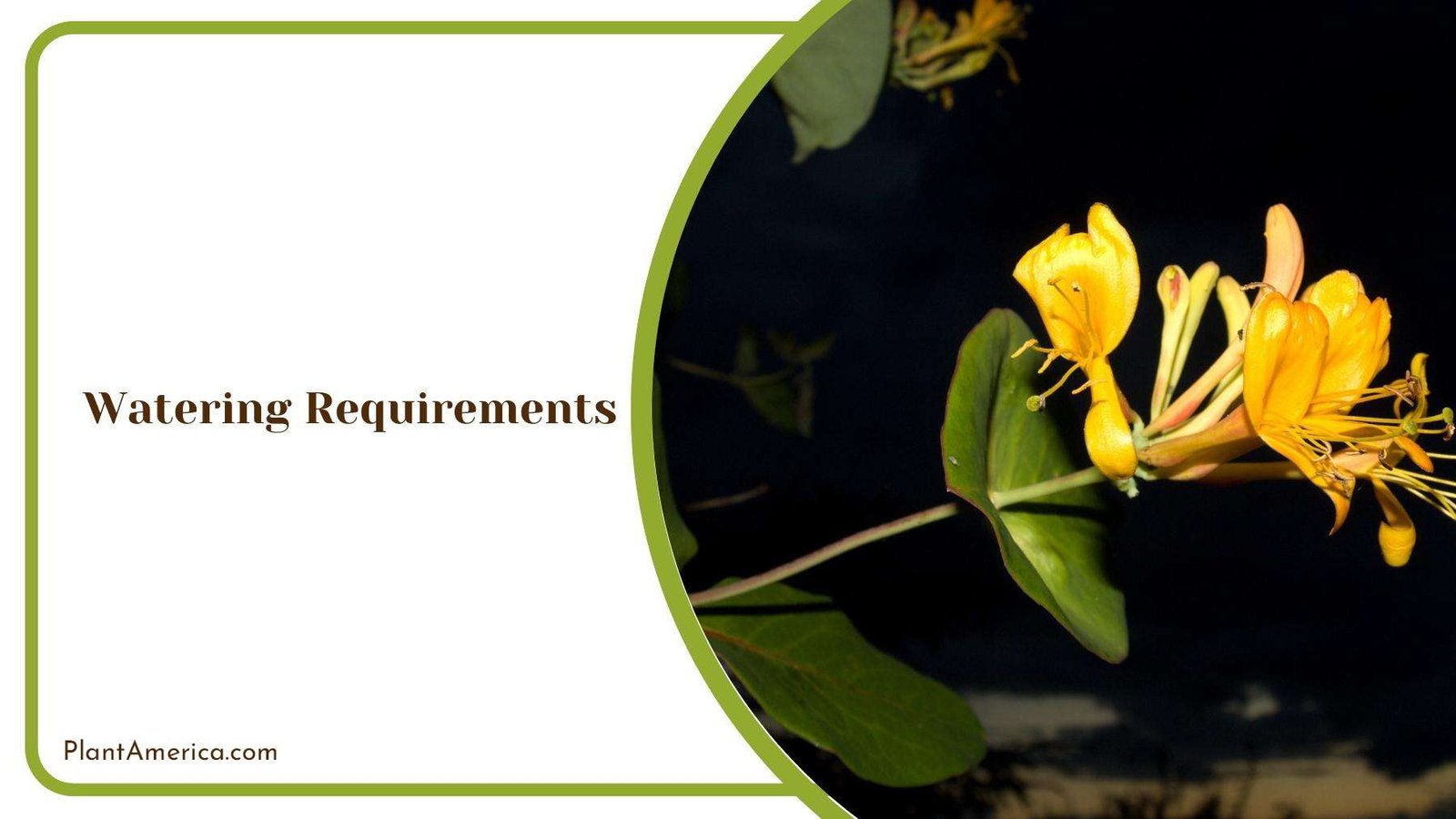 Yellow Bloom Contain Couple Of honeysuckle Flower Plant America