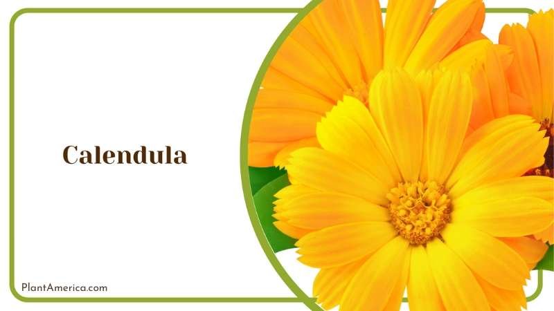 Yellow Calendula Plant America