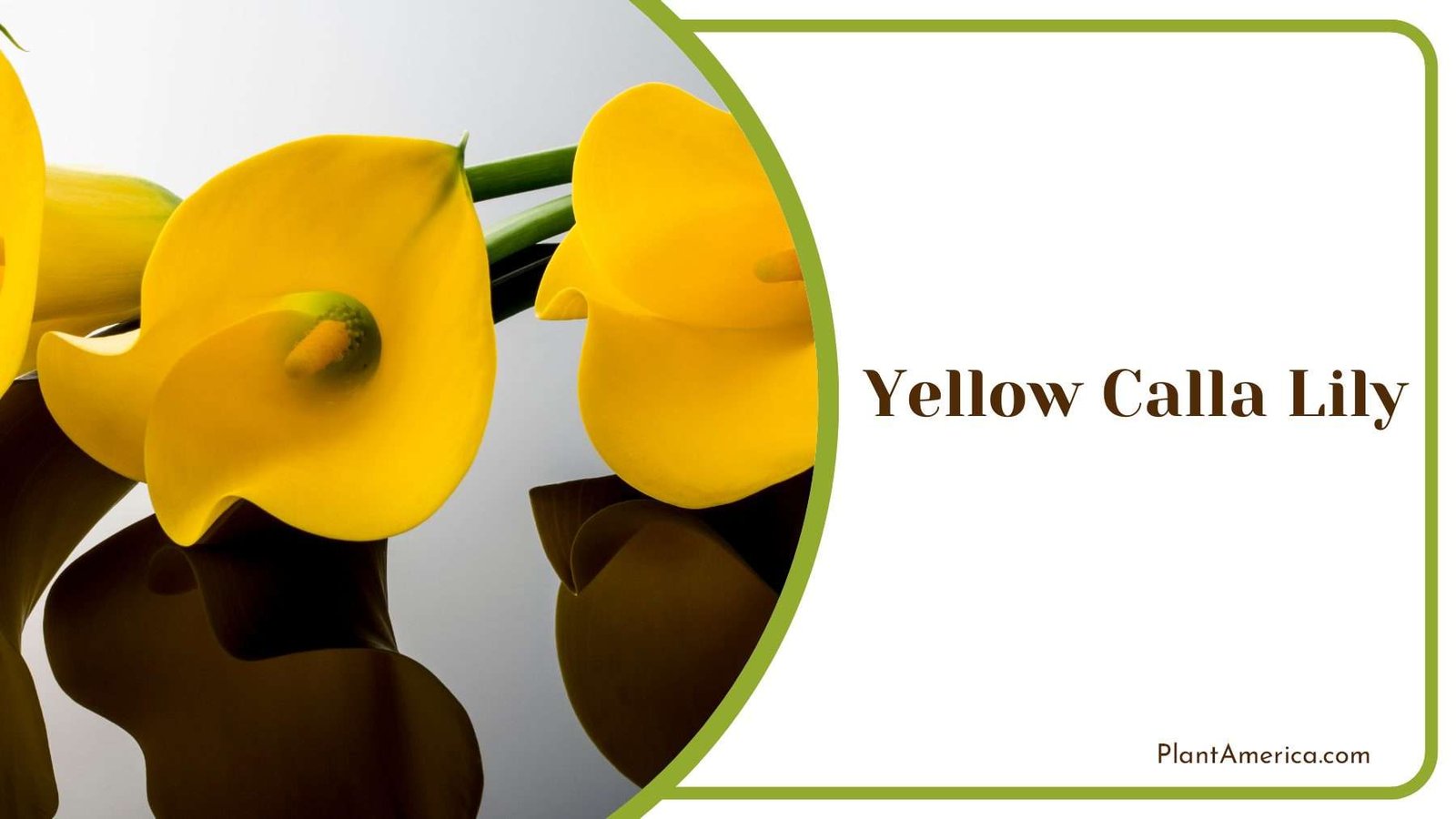 Yellow Calla Lily Plant America