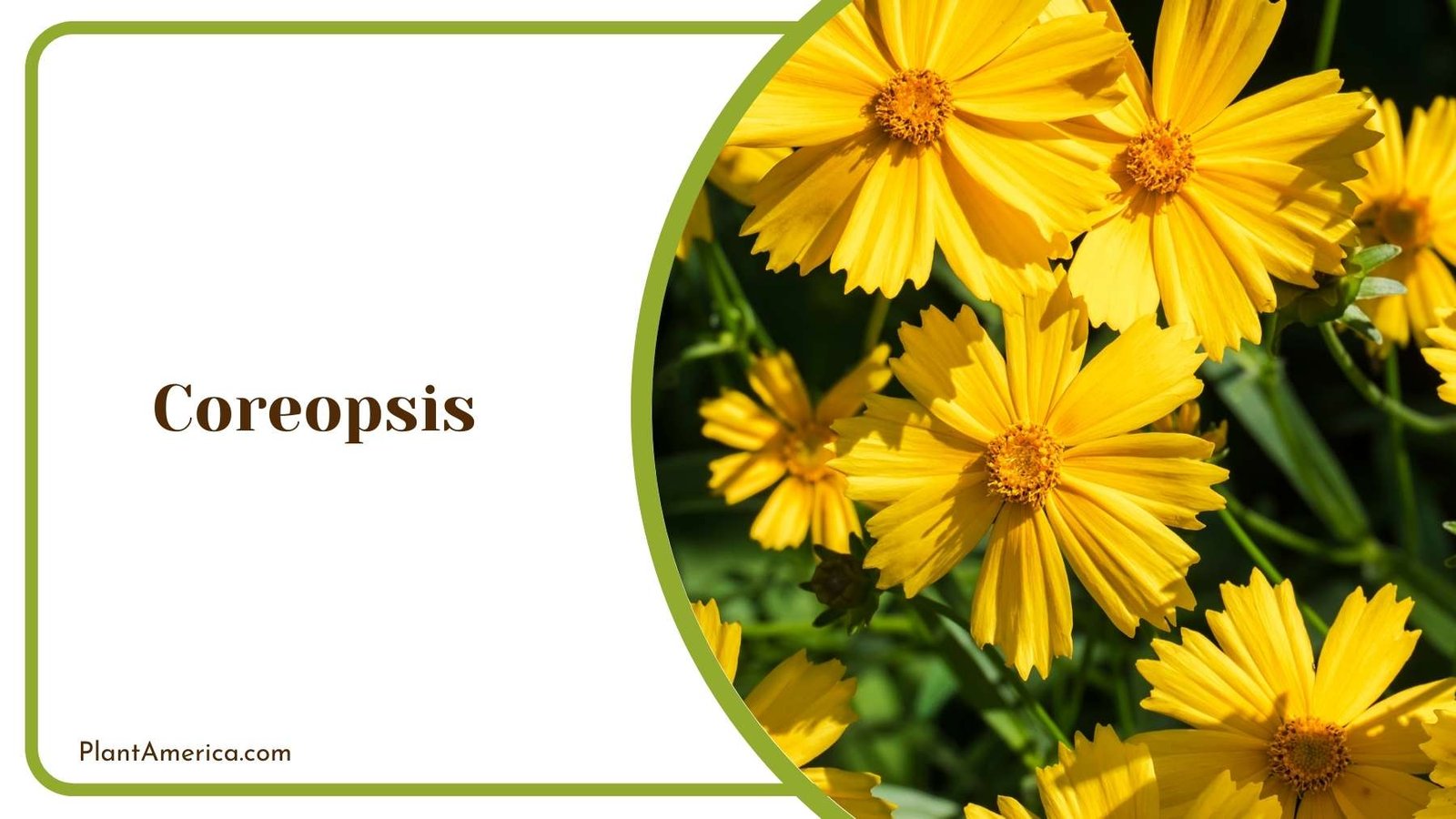 Yellow Coreopsis Flower Plant America 1