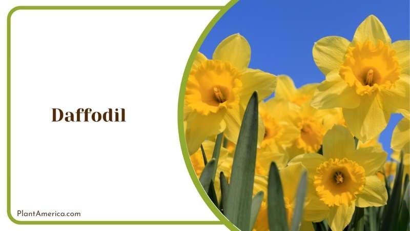 Yellow Daffodil Flower Plant America Yellow Daffodil Flower Plant America
