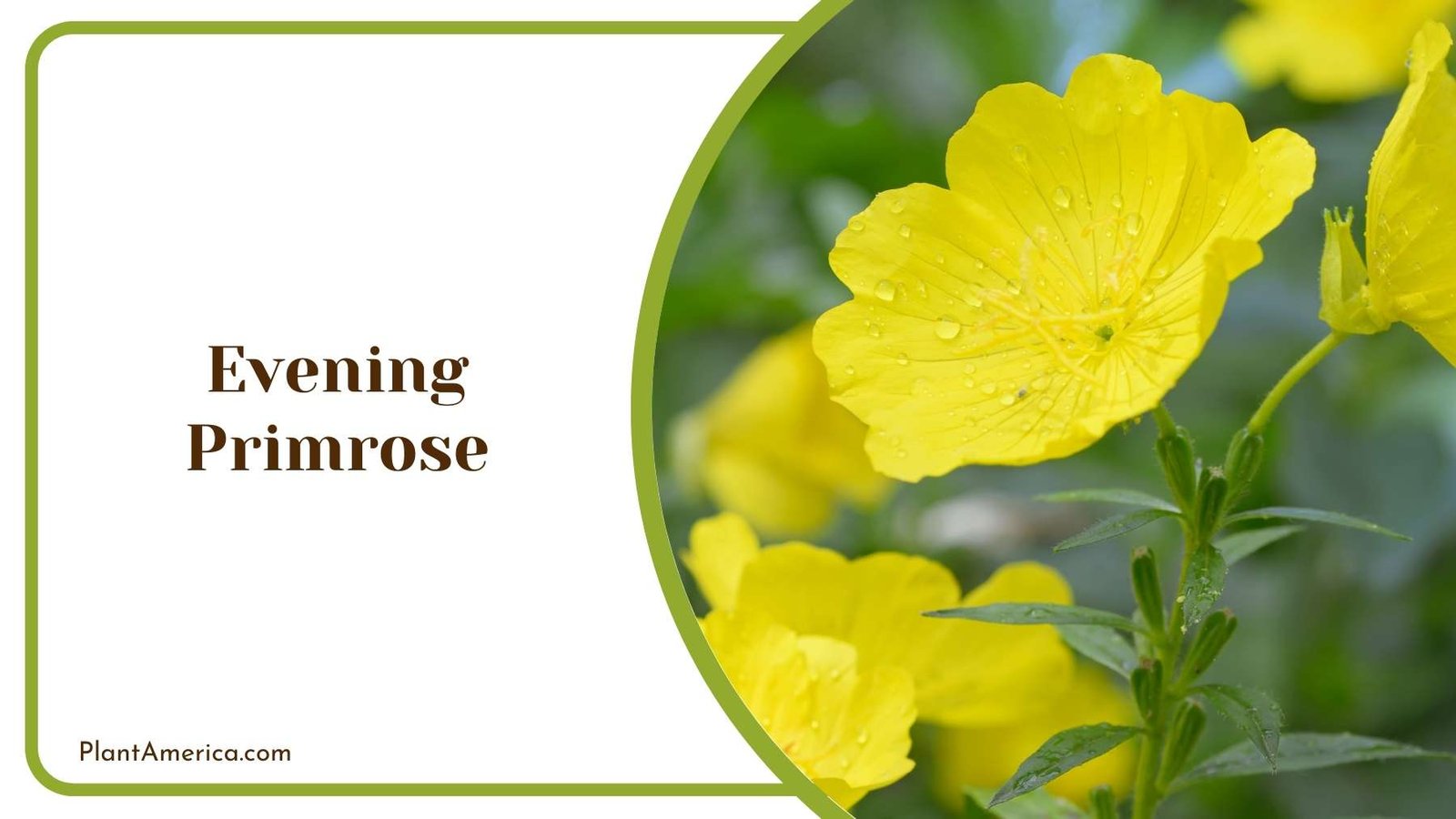 Yellow Evening Primrose Plant America Yellow Evening Primrose Plant America
