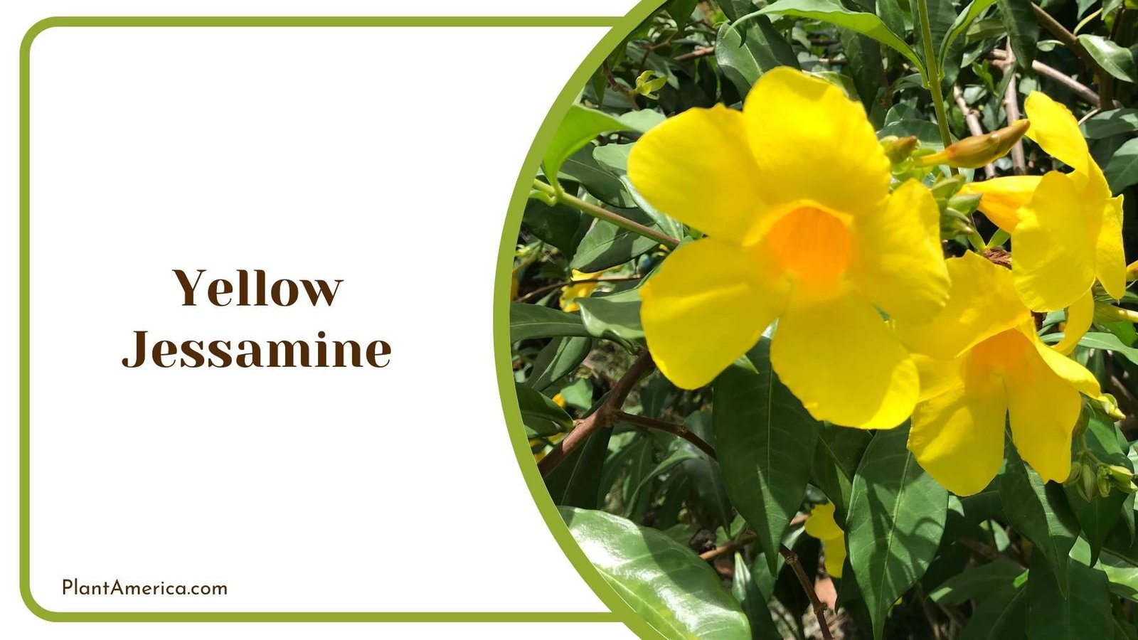 Yellow Jessamine From Closer Shot Plant America