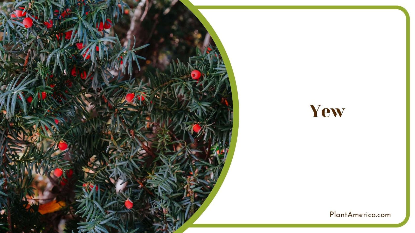 Yew Shrubs Plant America