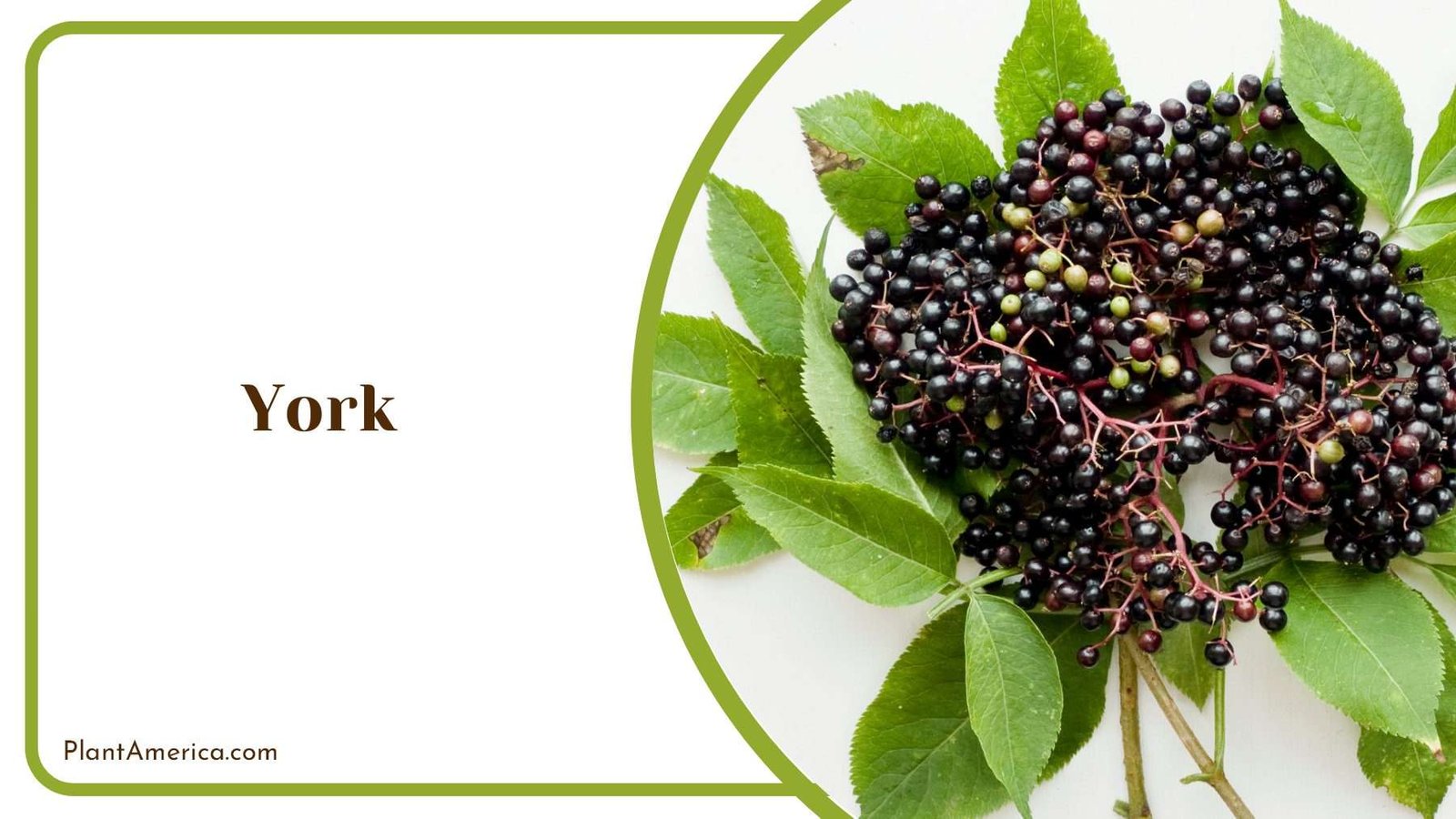 York Perfect For Jams Plant America