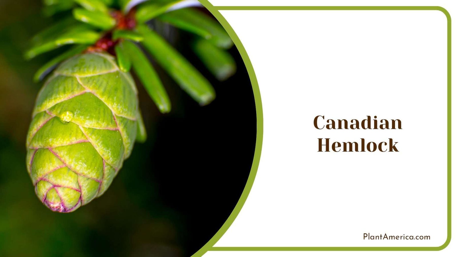 Young Canadian Hemlock Plant America