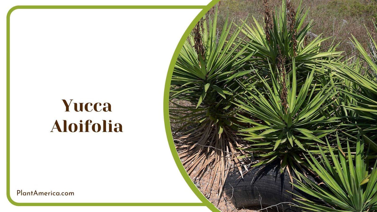 Yucca Aloifolia Needle Palm Plant America