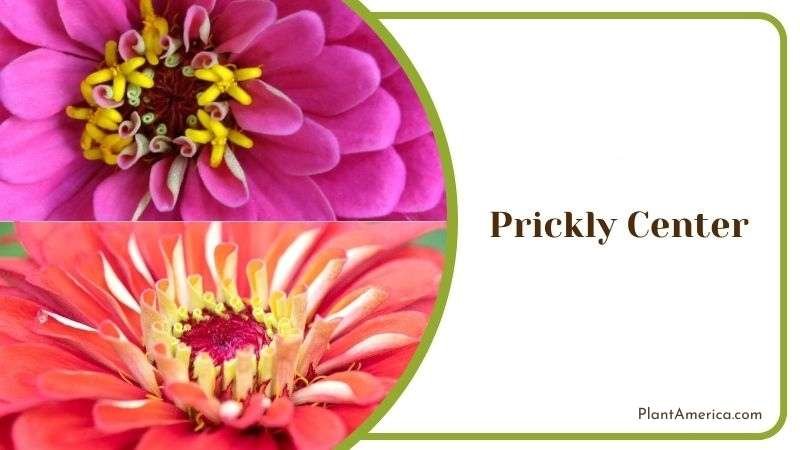 ZZ Lily Plant Plant America