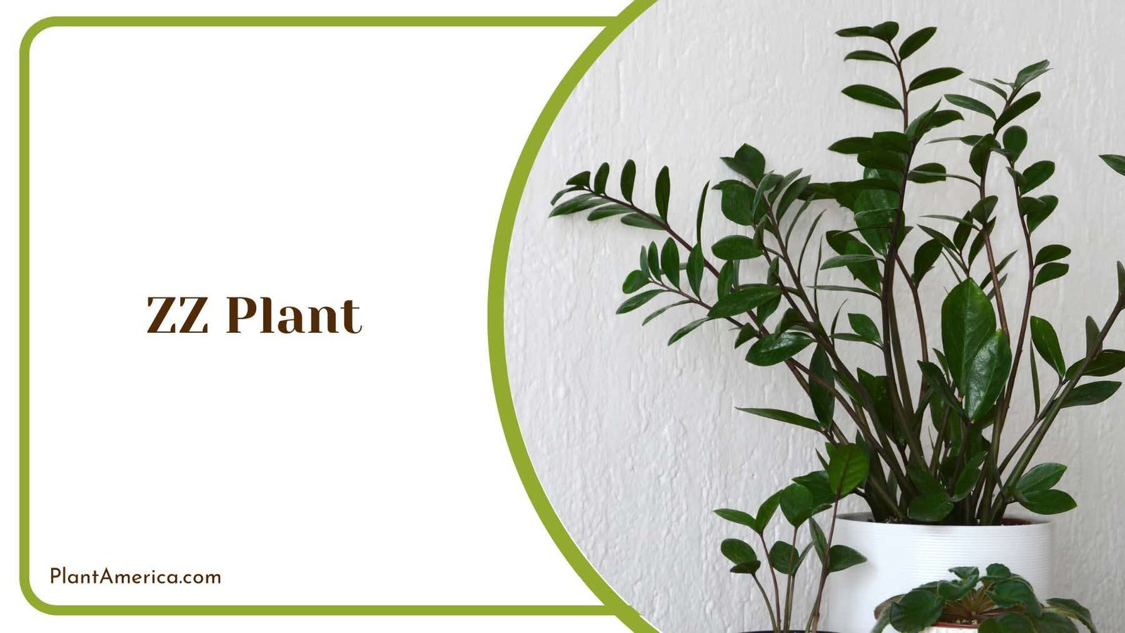ZZ Plant Plant America