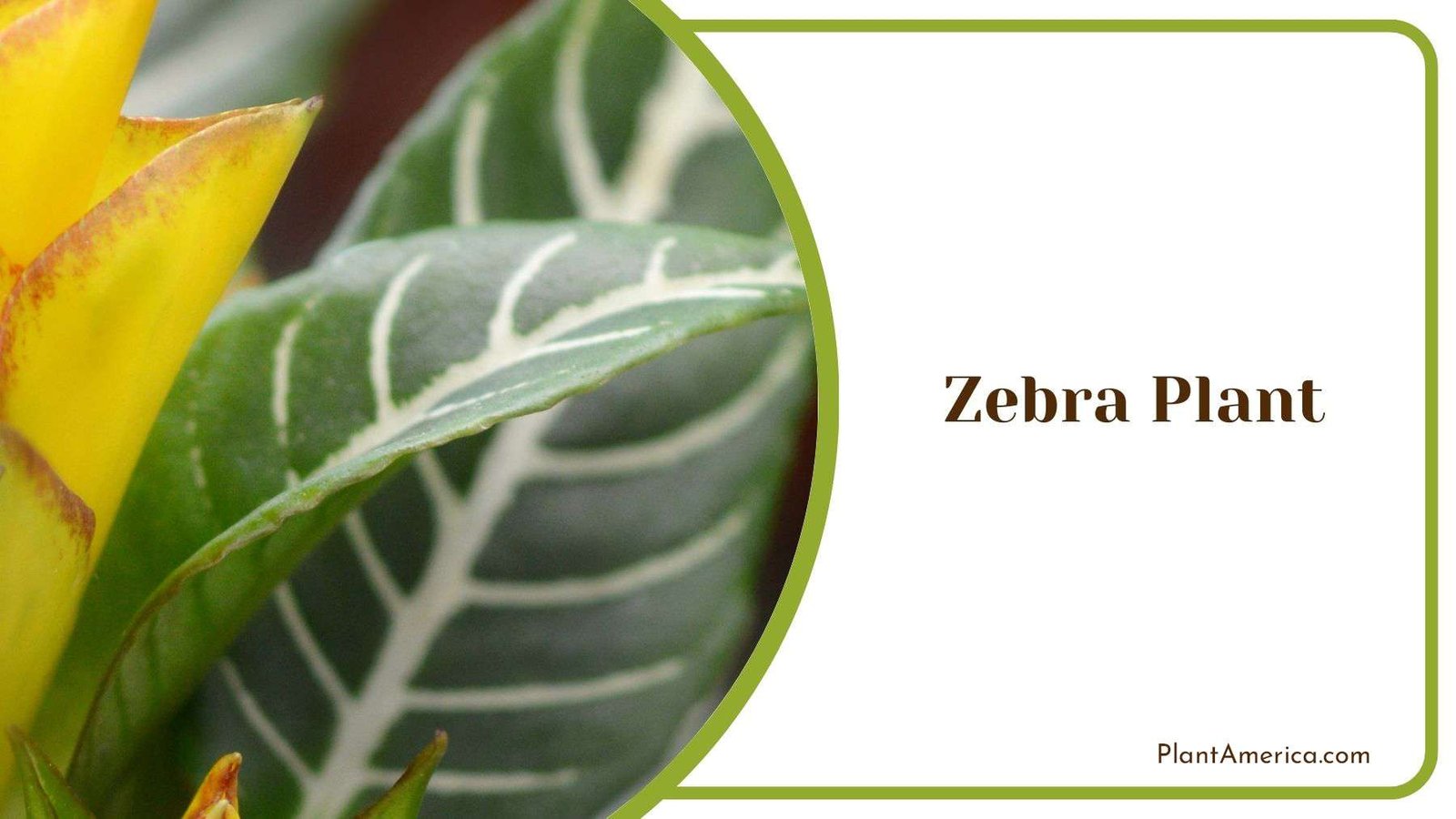 Zebra Plant Water Requirements Plant America