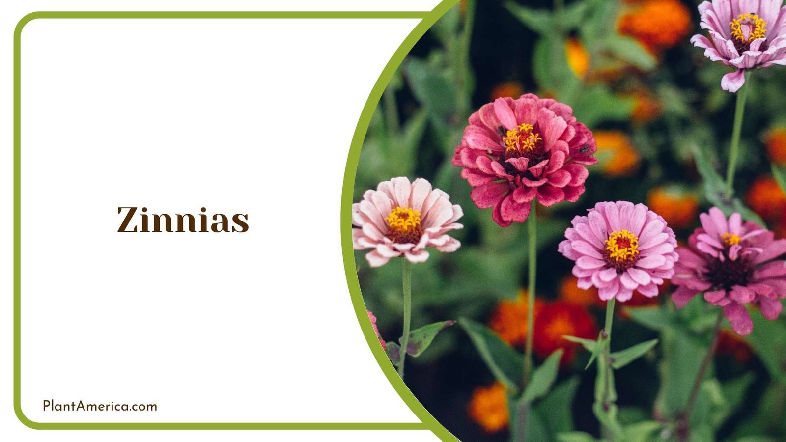 Zinnias In A Farm Plant America