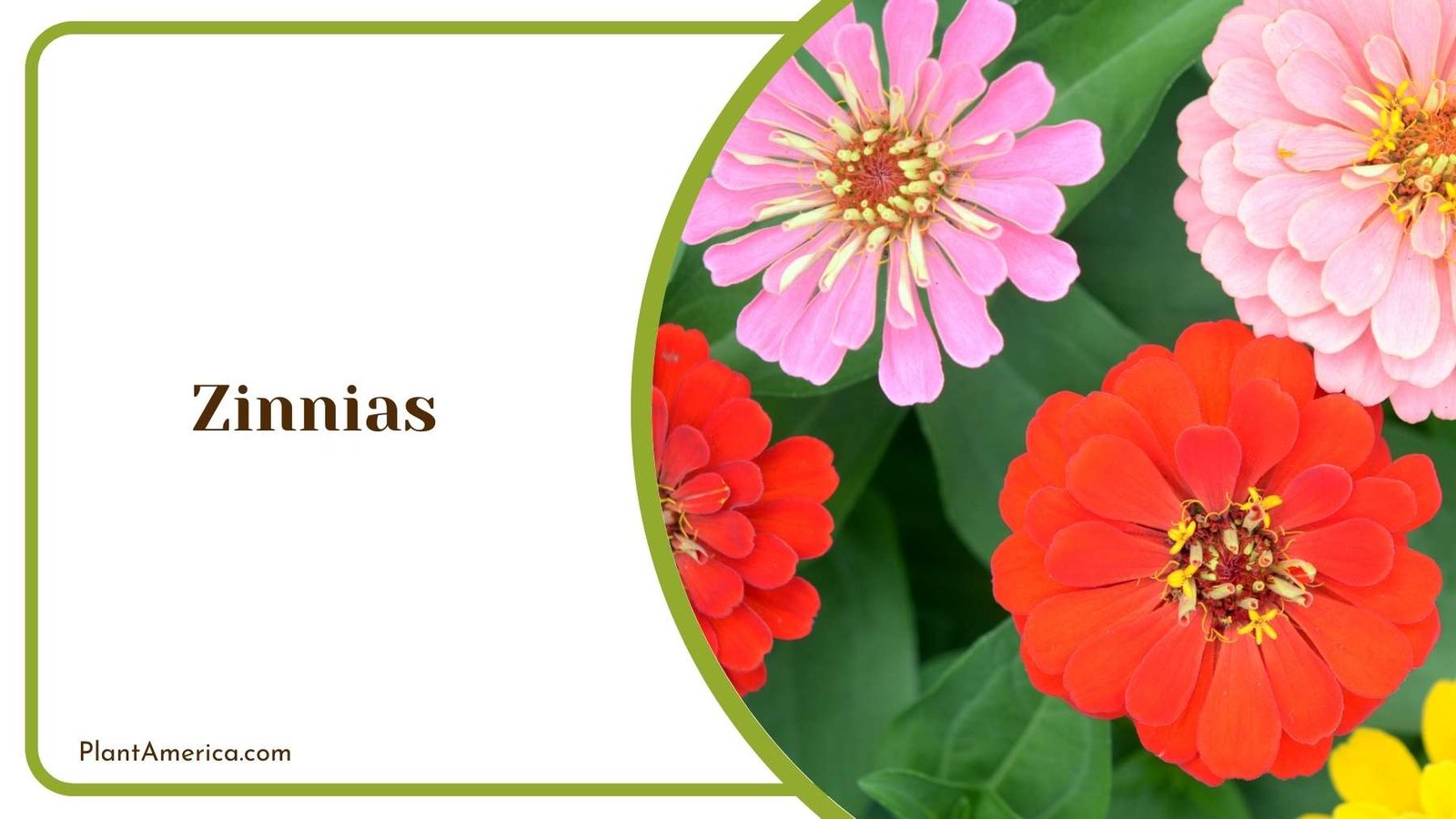 Zinnias In Close Look Plant America