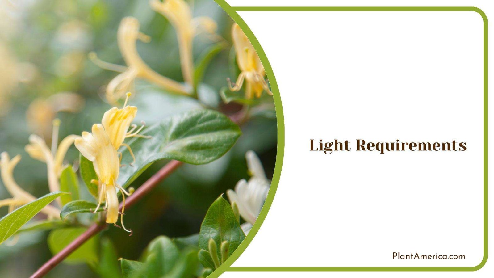 honeysuckle Flowers Enjoying Bright Sun Light Plant America