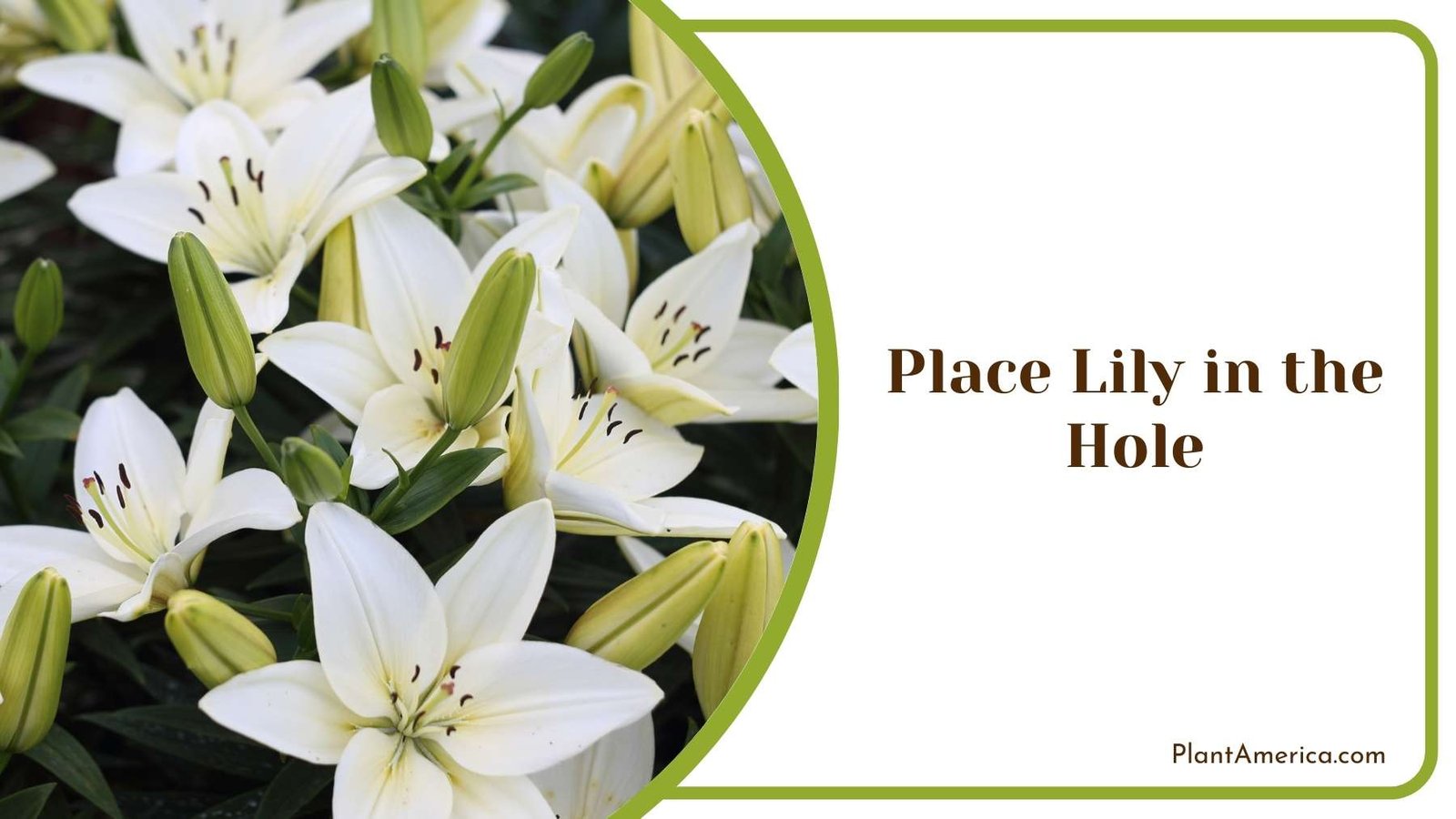 A Bush Full of White Lilies Plant America