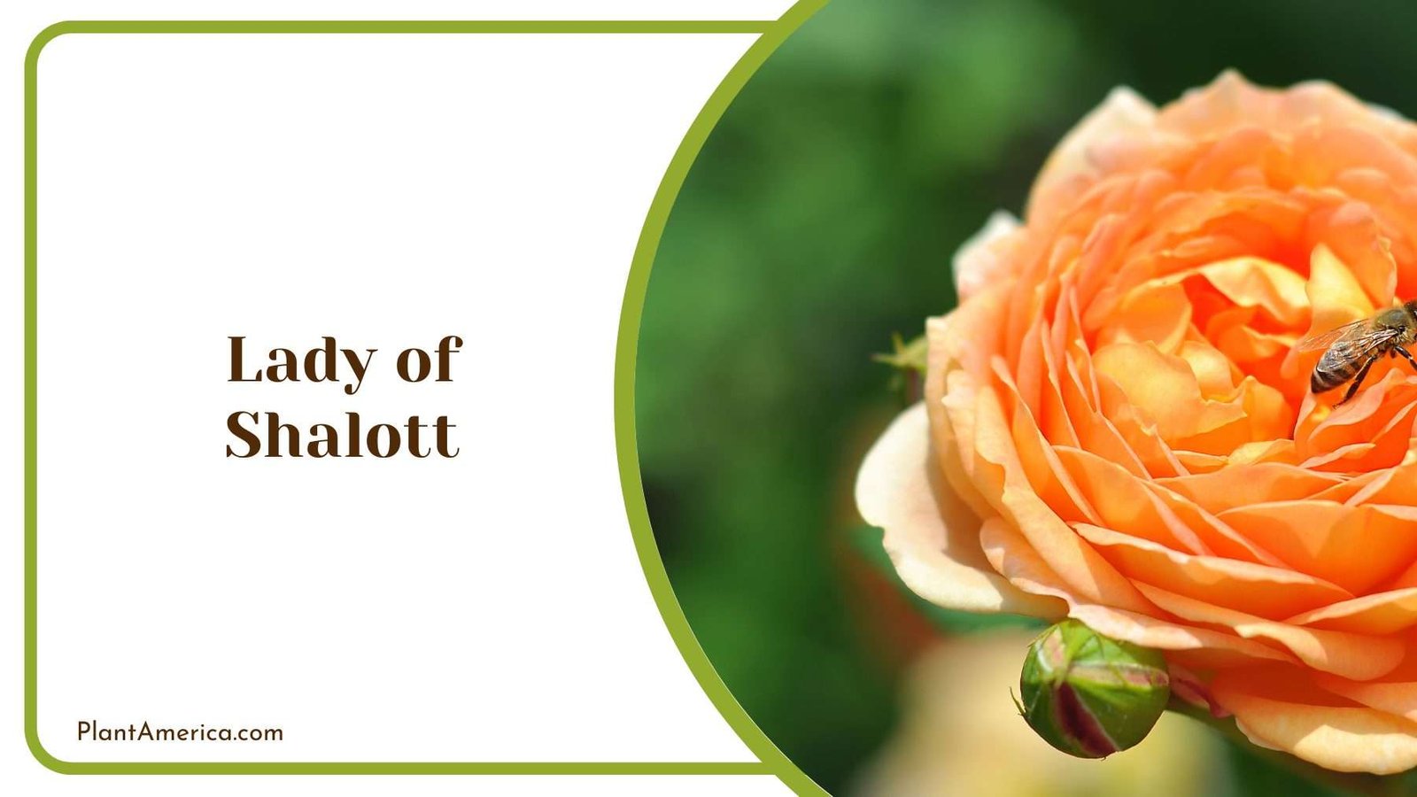 A Bush Of Lady of Shalott Plant America