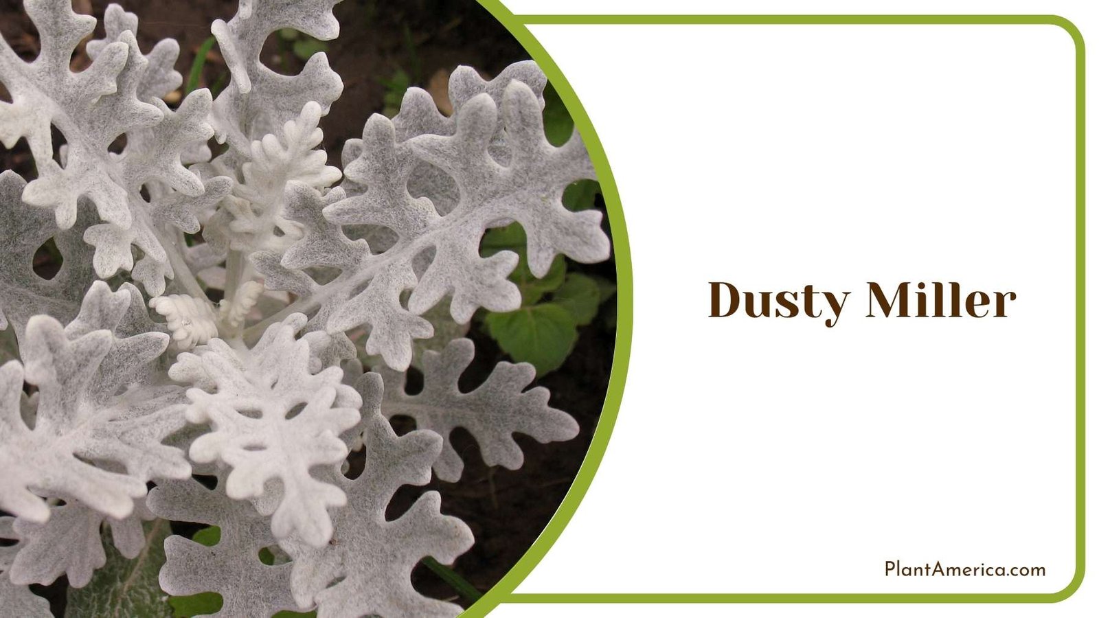 A Dusty Miller In Nature Plant America