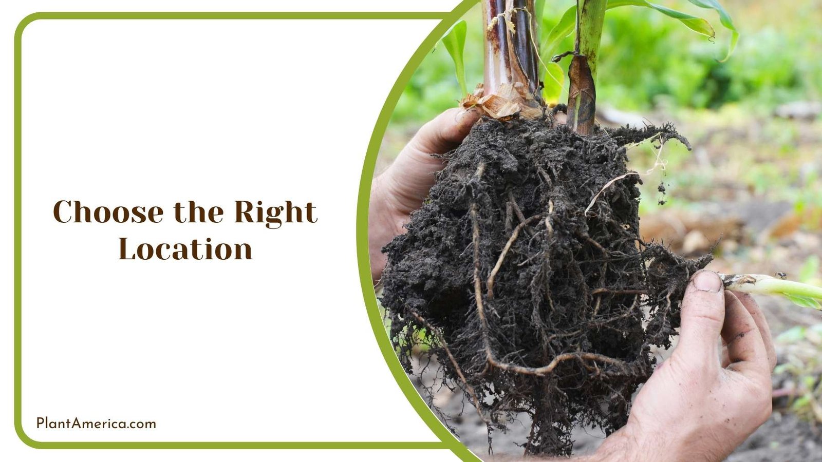 A Gardener While Choose the Right Location Plant America