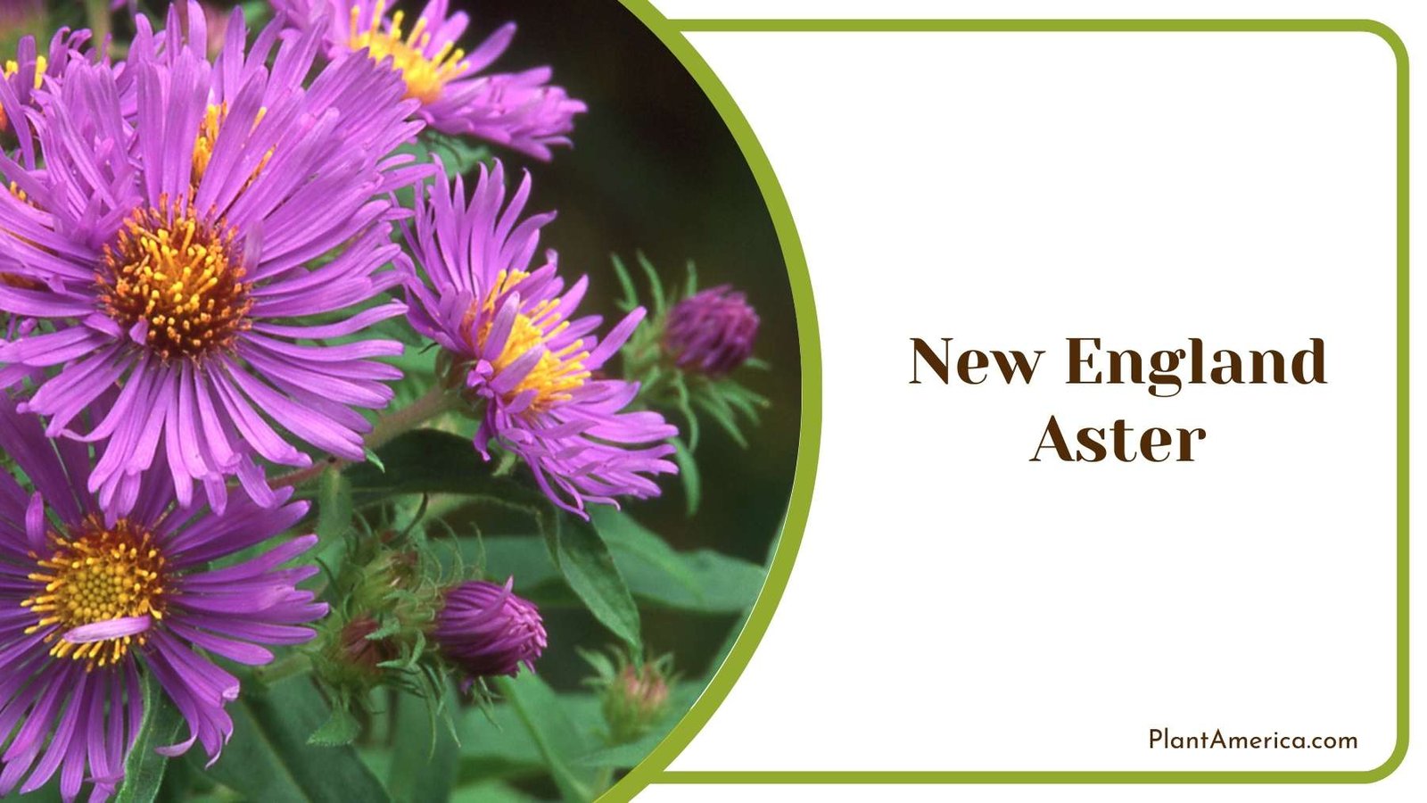 A New England Aster In Nature Plant America