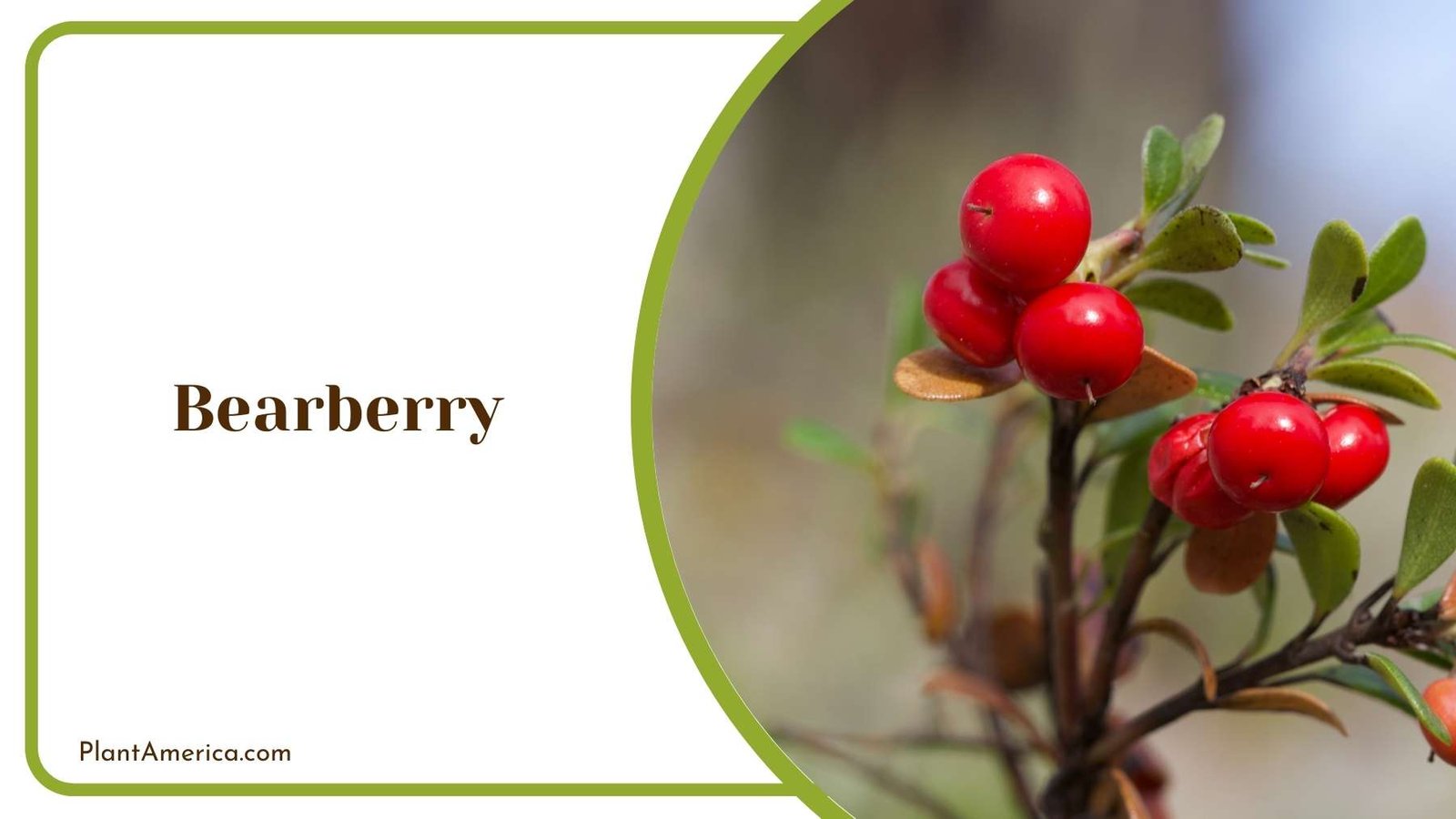 A Picture Of Bearberry Plant America