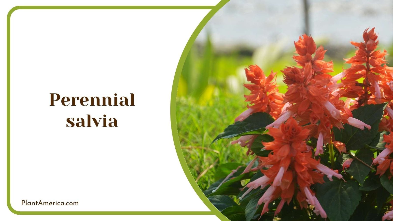 A Picture Of Perennial salvia Plant America