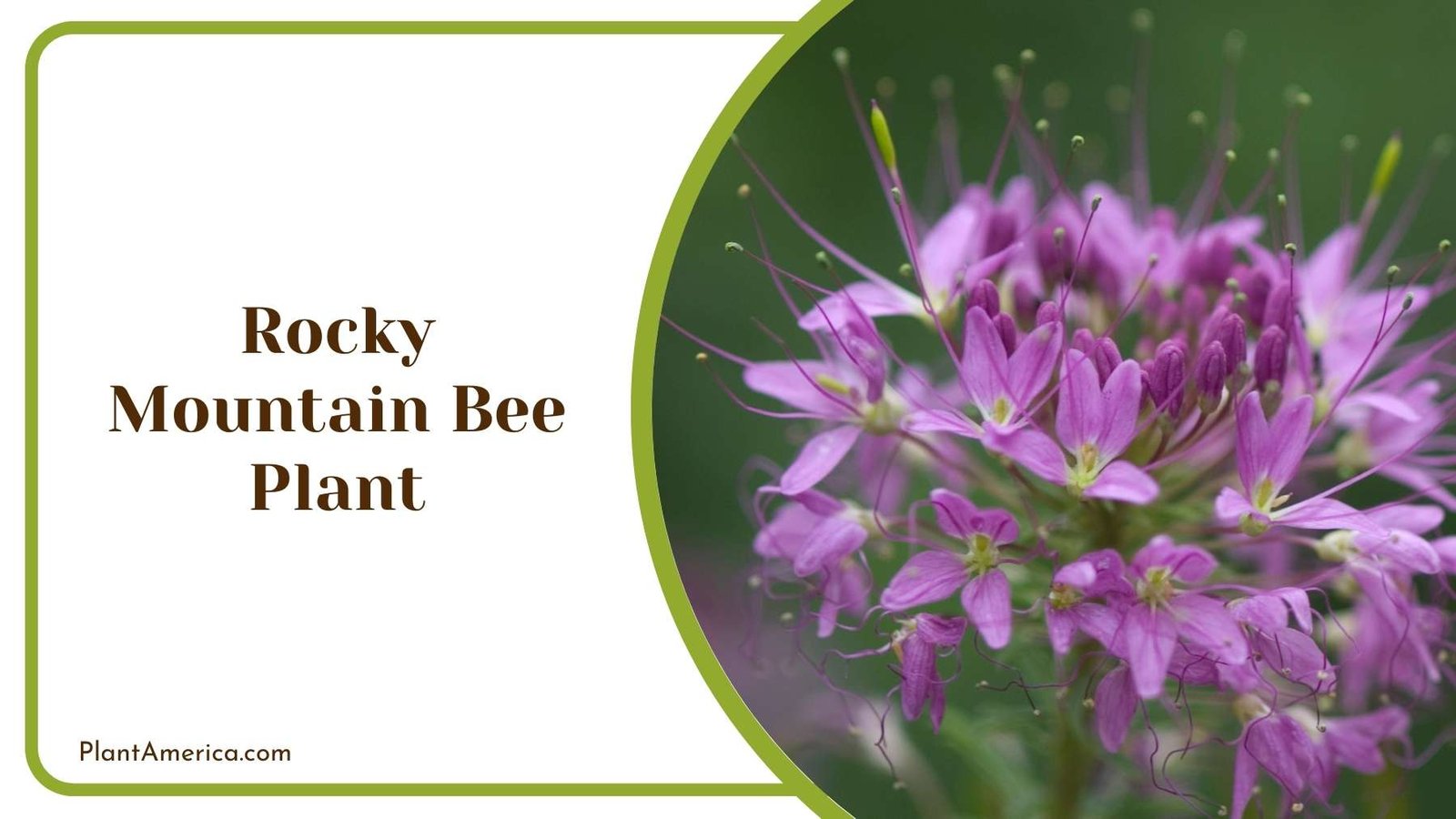 A Picture Of Rocky Mountain Bee Plant Plant America