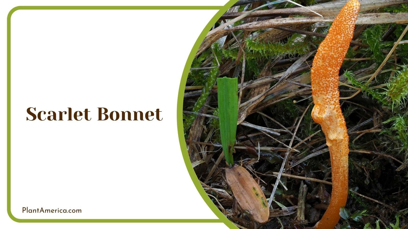 A Picture Of Scarlet Bonnet Plant America