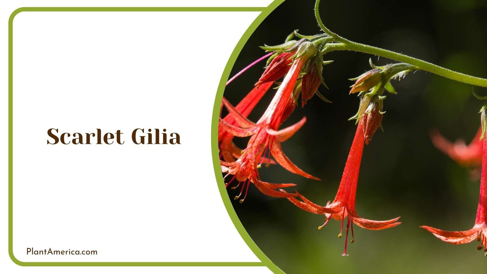A Picture Of Scarlet Gilia Plant America A Picture Of Scarlet Gilia Plant America