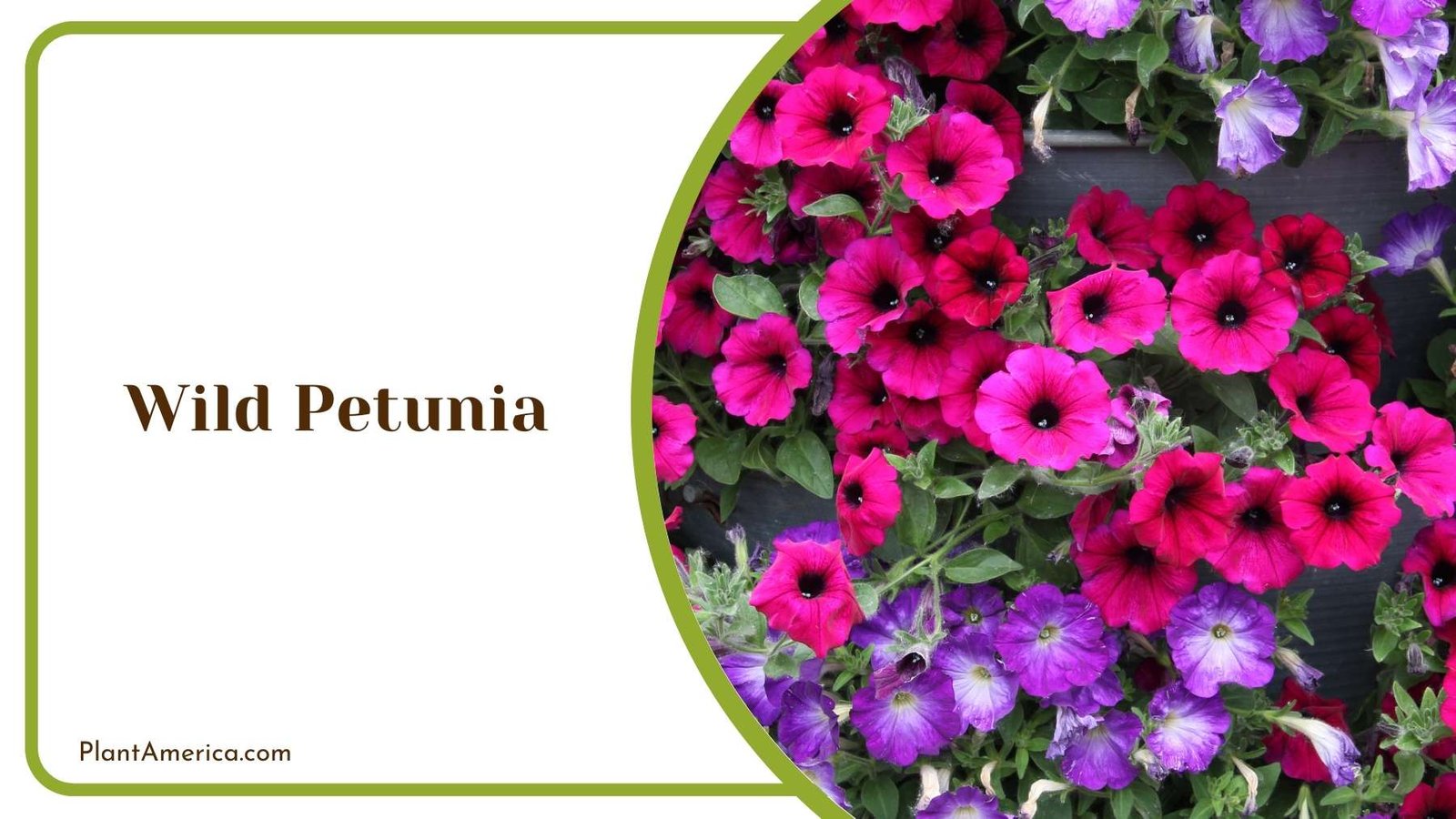 A Picture Of Wild Petunia Plant America