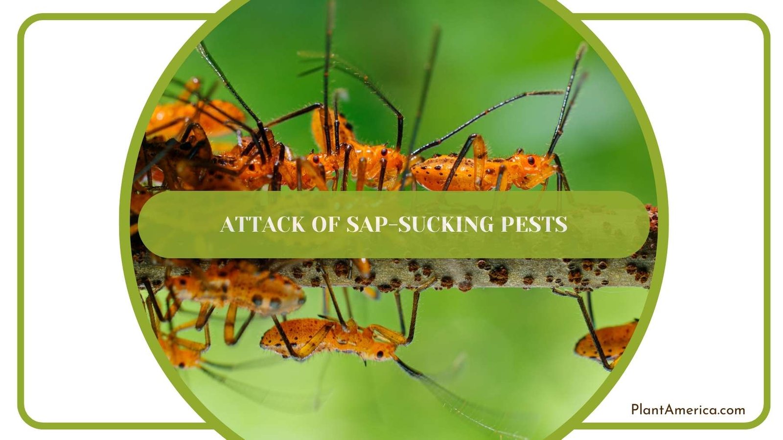 A Shot From Attack of Sap Sucking Pests Plant America