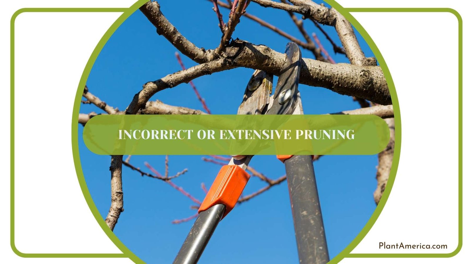 A Shot From Incorrect or Extensive Pruning Plant America