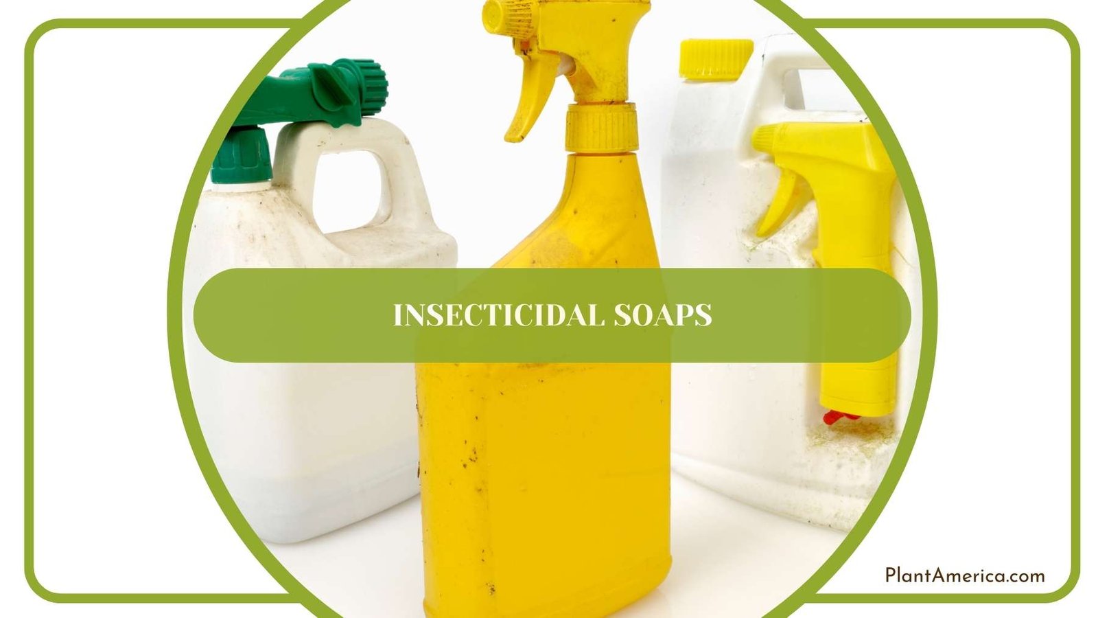 A Shot From Insecticidal Soaps Plant America