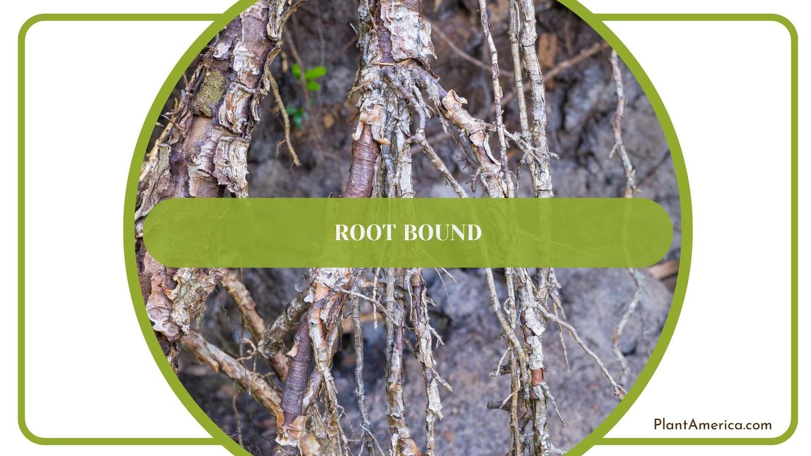 A Shot From Root Bound Plant America