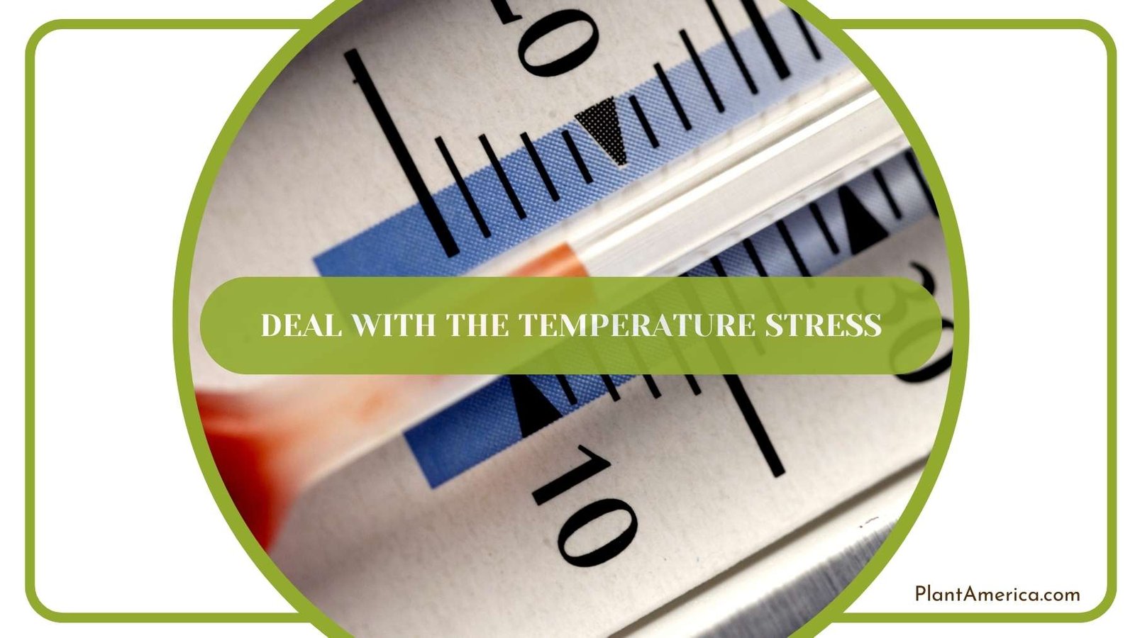 A Shot From Thermometer Plant America