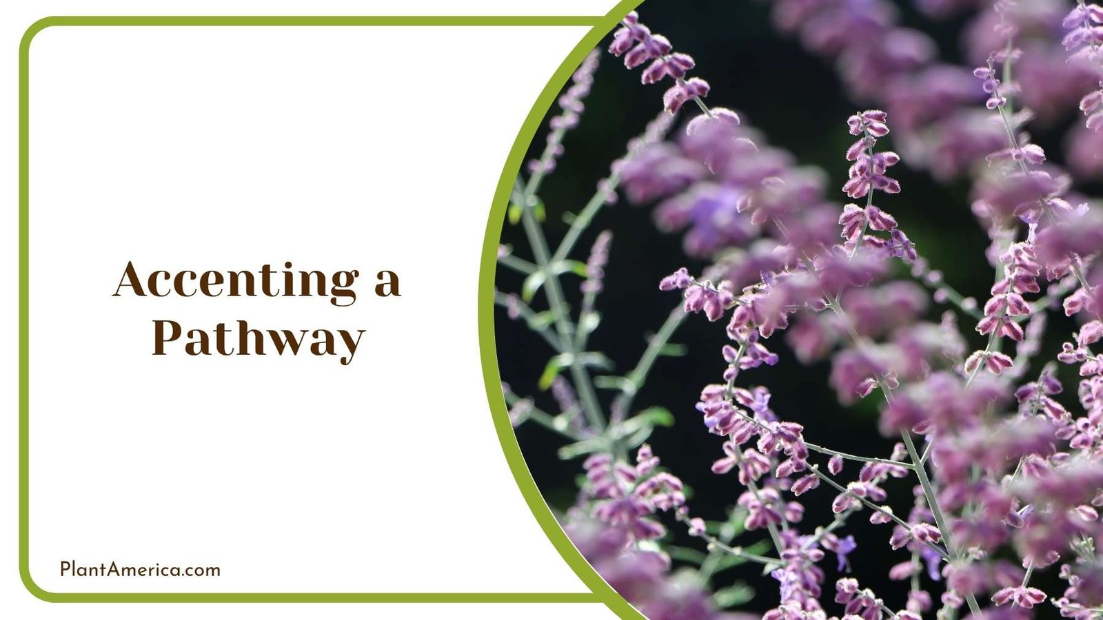 Accenting a Pathway Plant America