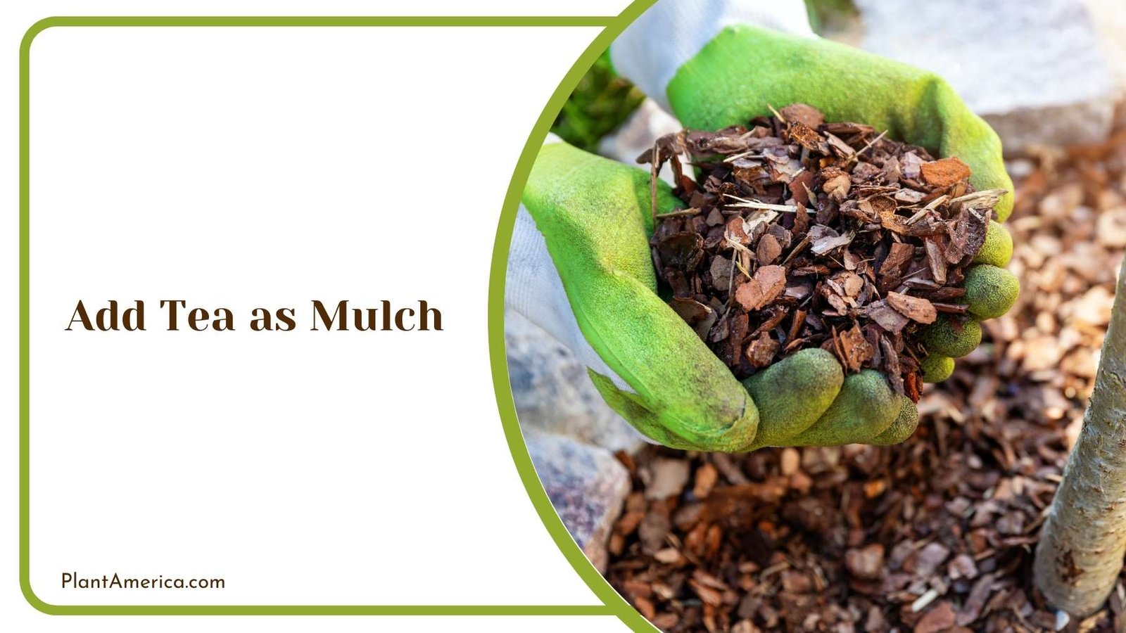 Add Tea as Mulch Plant America Add Tea as Mulch Plant America