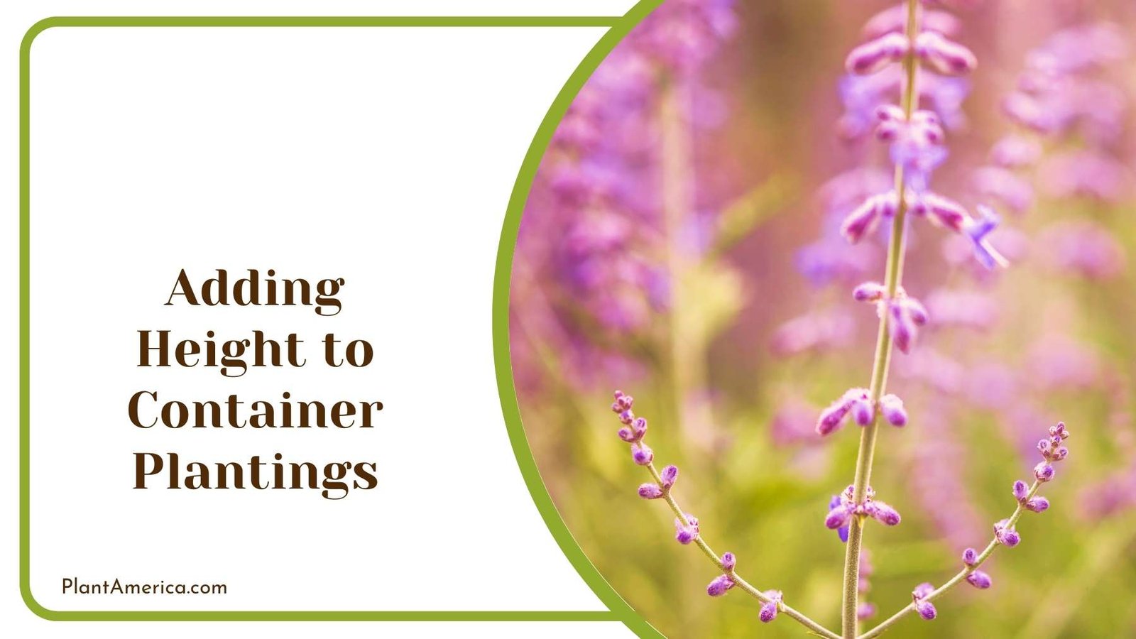 Adding Height to Container Plantings Plant America