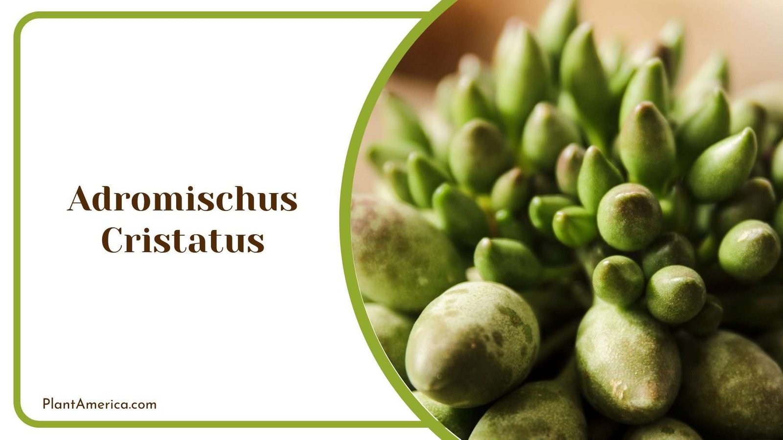 Adromischus Cristatus Plant America